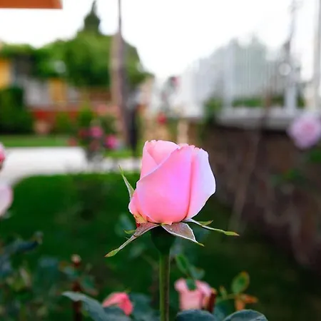 Fokai ينيفوتشا